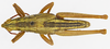 CollectionObject 1523759; 90b39ce3-9478-4253-a4b8-2dfbd6646222: male, dorsal view (holotype of Cawendia kibara). (CollectionObject).