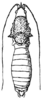 Peracca (Peracca) conspicuithorax Griffini, 1897: Fig. B. male, dorsal view. (Otu).
