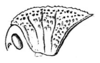 Pelecinotus brachypterus Bolívar, 1902: Fig. 35. male pronotum (length 11.5 mm). (Otu).