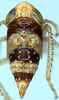 Nymph on Discolopeus arctus Stiller, 2019: Nymph. (Observation).