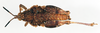 CollectionObject 1573933; 50ab9724-a215-4636-be39-81780696cd80: male, dorsal view (paratype). (CollectionObject).