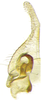 Subgenital plate: !! display not done !! on Waigara boninensis (Matsumura, 1914): dorsal view. (Observation).
