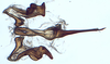 Aedeagus, ventral view: !! display not done !! on New species C: Loeia Duan, 2017: (Observation).