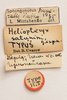 CollectionObject 1591327; d580ba00-3404-4795-8de1-91883cb7ed31: labels (holotype of Heliopteryx satunini). (CollectionObject).