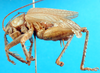 CollectionObject 1502554; 5225a78d-c180-47f9-bad5-8e462d24789e: male, lateral view. (CollectionObject).
