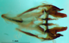 CollectionObject 1500760; f05baea1-9bd1-4109-8111-1aab8a4f5a1d: phallic complex (holotype or lectoytpe of Modicogryllus laqueatus). (CollectionObject).