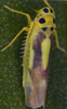 Habitus, dorsal view on Eupteryx (Eupteryx) heydenii (Kirschbaum, 1868): Habitus (male). (Observation).