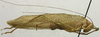 CollectionObject 1535154; 9dac2dbd-c38b-4ab3-af3f-424b96346702: male, lateral view (syntype). (CollectionObject).