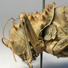 Hetrodes pupus pupus (Linnaeus, 1758): female head and pronotum, lateral view (holotype of Hetrodes macrurus). (Otu).