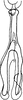 Connective on Drakensbergena fuscovittata Linnavuori, 1961: Connective. (Observation).