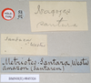 CollectionObject 1559119; 94fcfade-1a87-4e30-92d7-f934d5b8fbc1: copyright Natural History Museum, London. female, data labels - round label reversed (holotype). (CollectionObject).