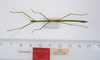 CollectionObject 1579443; ae90f838-53ce-49d8-b8bb-144d5b79f75b: copyright ZMUH, Hamburg. male, dorsal view (syntype). (CollectionObject).
