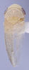 Habitus, dorsal view: (Observation).