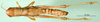 CollectionObject 1502122; 1db91715-960a-4364-aa77-7ae60ee46430: female, dorsal view (paralectotype). (CollectionObject).