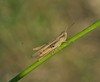 CollectionObject 1581960; a4fec66a-1c0a-4732-ba36-2310f9dc7891: male. (CollectionObject).