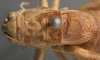 CollectionObject 1505814; 5da603b3-58dc-46a2-b4d2-06c22a516933: male, dorsal view (lectotype). (CollectionObject).