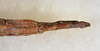 CollectionObject 1557657; USNM(SF IMPORT DUPLICATE) 6979, 77c18e84-e2f7-4abf-824c-6ae28f636772: copyright USNM, Washington. (CollectionObject).