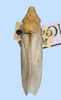 Habitus, dorsal view: !! display not done !! on Diestostemma albipenne (Fabricius, 1803): male: Diestostemma albipenne, French Guiana, NCSU. (Observation).