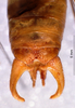 CollectionObject 1516507; NNM 3225876, 228214dd-3014-4834-8a6b-350a1d00e8fb: male cerci (Pseudomacroxiphus atrifrons). (CollectionObject).