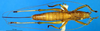 CollectionObject 1589084; fceee817-29be-48e1-923f-d37874f72c74: female, dorsal view (allotype). (CollectionObject).