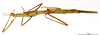 CollectionObject 1557973; b2ddb0c7-fa5f-4f7b-b47f-275d9d85df88: copyright MNHN, Paris. female (paratype). (CollectionObject).