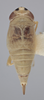 Habitus, dorsal view: Dorsal - Female. (Observation).