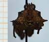 CollectionObject 1585242; 32352b98-c3cd-4736-b006-f2edac3b2f2b: male, paratype (frontal view). (CollectionObject).