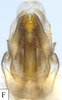 Pygofer, ventral view: !! display not done !! on Cenchrea dorsalis (Westwood, 1840): (Observation).