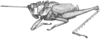Cibotopteryx variegata Rehn, 1905: Fig. 8 (after type). male habitus (body length 23, pronotum 10 mm, tegmen 11 mm). (Otu).