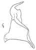Stylus: !! display not done !! on Exitianus Ball, 1929: Stylus. (Observation).