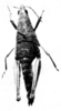 CollectionObject 1520620; dec996d2-91d0-48b0-876a-0ab568d7324f: Fig. 7 C. female, dorsal view (allotype). (CollectionObject).