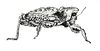 Cladoramus crenulatus Hancock, 1907: Fig. 34 (after holotype). female habitus (Cladoramus heros). (Otu).
