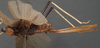 CollectionObject 1505631; 20add634-596b-42f6-9d6f-40b4ff70e2ad: female ovipositor (holotype). (CollectionObject).