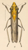 Habitus, dorsal view on Phera obtusifrons Fowler, 1899: (Observation).