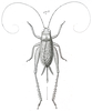 Hapithus (Hapithus) agitator Uhler, 1864: Fig. 17. female, dorsal view, "Varieté mexicaine" (Hapithus quadratus). (Otu).