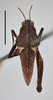 CollectionObject 1596019; 061e5411-3129-4bf0-aa07-258eef778bb1, MZLU178064: male, dorsal view (syntype of Acridium obscurum) (scale bar 5 mm). (CollectionObject).