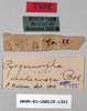 CollectionObject 1540715; aba8c179-29a5-4a51-976e-abffdebfdaea: female, labels (lectotype). (CollectionObject).