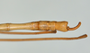 CollectionObject 1558346; 896f6fb8-36cd-4bd4-a32d-5c14742288e1: copyright USNM, Washington. male: end of abdomen, dorsal view (holotype). (CollectionObject).