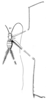 Phalangopsis longipes Serville, 1831: Pl.16, Fig.40(1). male. (Otu).