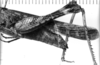 CollectionObject 1533640; 85123369-8a2e-49f8-a461-beba85cd087a: Image Carbonell, C.S. female abdomen end, lateral view (syntype of Scyllina smithi). (CollectionObject).