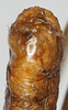 CollectionObject 1581308; 3ff11409-113d-4da5-98b0-d375de08ac4c, NHMUK10924573: male, genital ventral view (paratype). (CollectionObject).