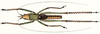 Euconchophora spinigera (Redtenbacher, 1891): male. (Otu).