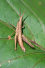 FieldOccurrence 196; 31cbf1ae-bd5e-4b2b-bc3f-31446d3f79fb; Tanzania
Kidia southern slopes Kilimanjaro, 2006/05/26: female. (FieldOccurrence).