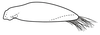Subgenital plate, ventral view on Coarctana occultata Domahovski & Cavichioli, 2023: Male holotype [MUSM]: subgenital plate, ventral view. (Observation).