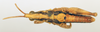 CollectionObject 1571069; 80d8de4d-cdef-479c-9f6b-f33c9f2d8d6c: male, dorsal view (allotype). (CollectionObject).