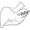 Pygofer, lateral view on Drabescus nervosopunctatus Signoret, 1880: Pygofer, lateral view. (Observation).