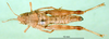 CollectionObject 1502886; 7cd07786-9c8f-43b6-9712-27636139b8e3: female, dorsal view (paratype). (CollectionObject).