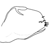 Pygofer, lateral view on Distantasca bulbosa (Dworakowska, 1994): Genital capsule, lateral view. (Observation).