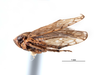 Habitus, lateral view on Caruya brevicauda Linnavuori & DeLong, 1978: (Observation).