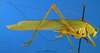 male, lateral view (holotype). Depicts CollectionObject 1521376; 67e40dea-e72f-4855-b47e-aef92f80afcb, a CollectionObject.